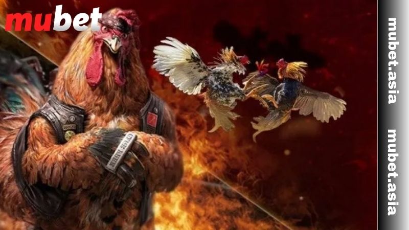 Đặc điểm nổi bật của đá gà MUBET là gì? 